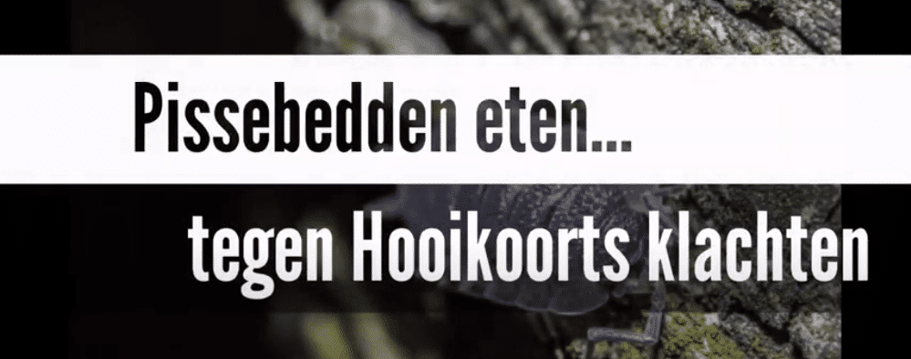 pissenbedden eten tegen hooikoorts klachten schijnt te werken.